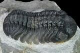 Nice, Austerops Trilobite - Visible Eye Facets #165900-5